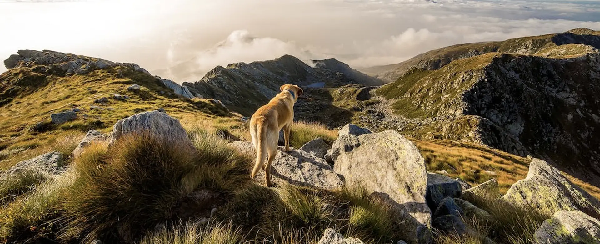 Społeczność miłośników zwierząt