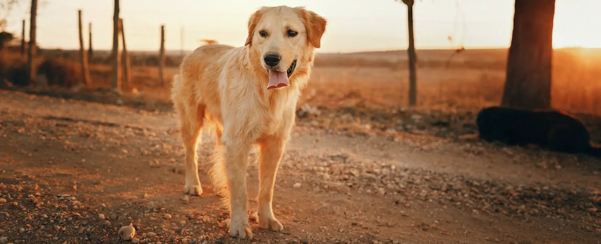 Powiadomienia o znalezionych zwierzętach