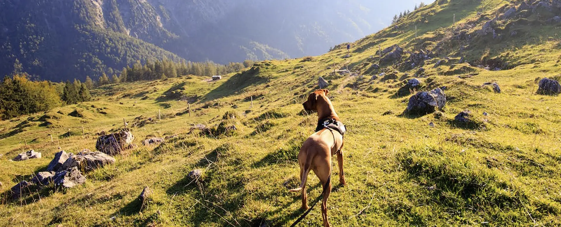 Dodaj ogłoszenie o zaginionym zwierzęciu